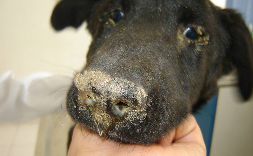 Instan a la vacunación de mascotas ante el avance del “moquillo”