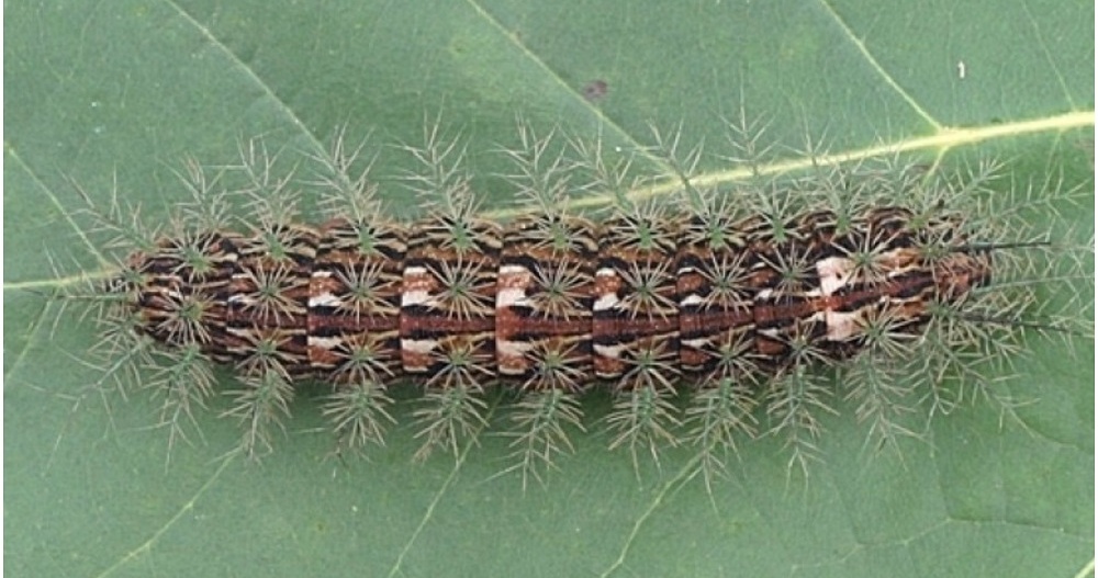 Misiones ahora cuenta con stock de antídoto para accidentes con taturana