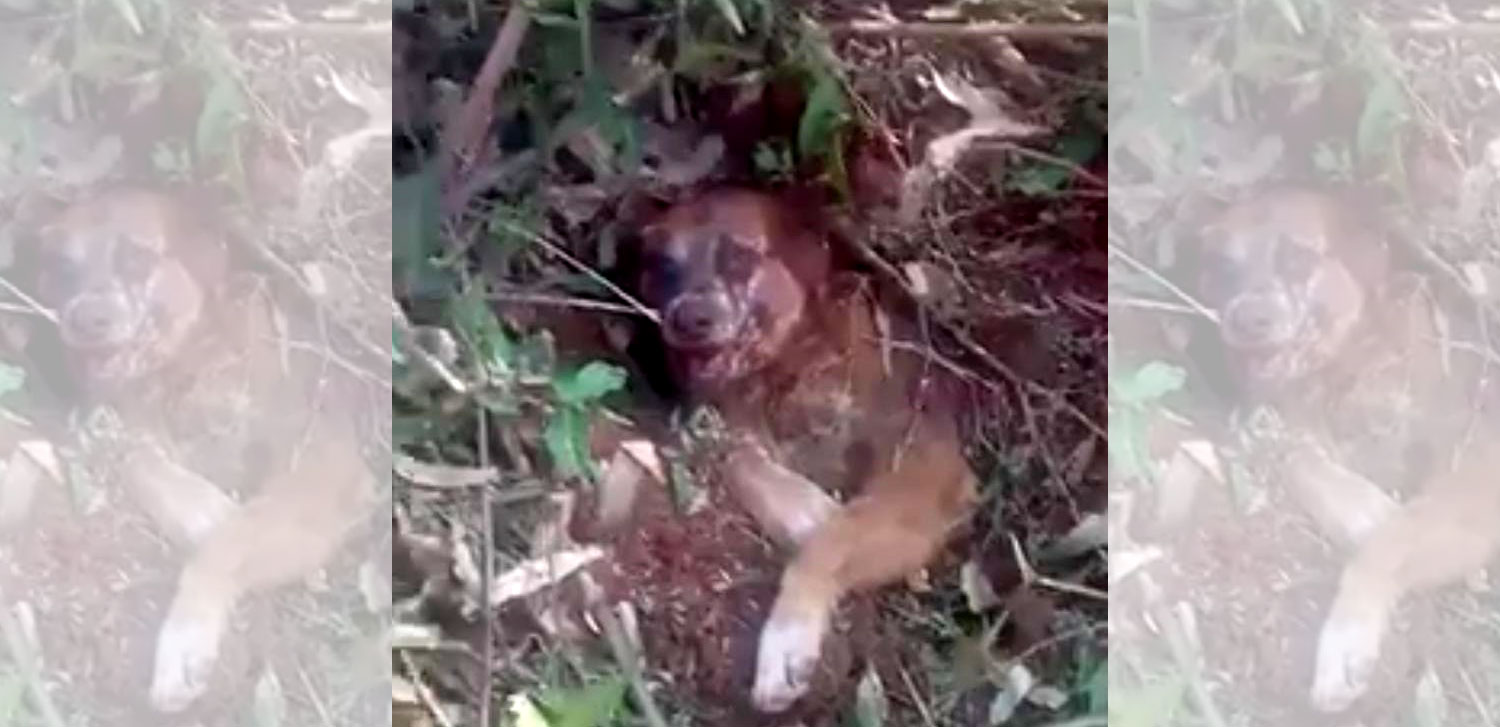 Rescatan a perro que fue enterrado vivo
