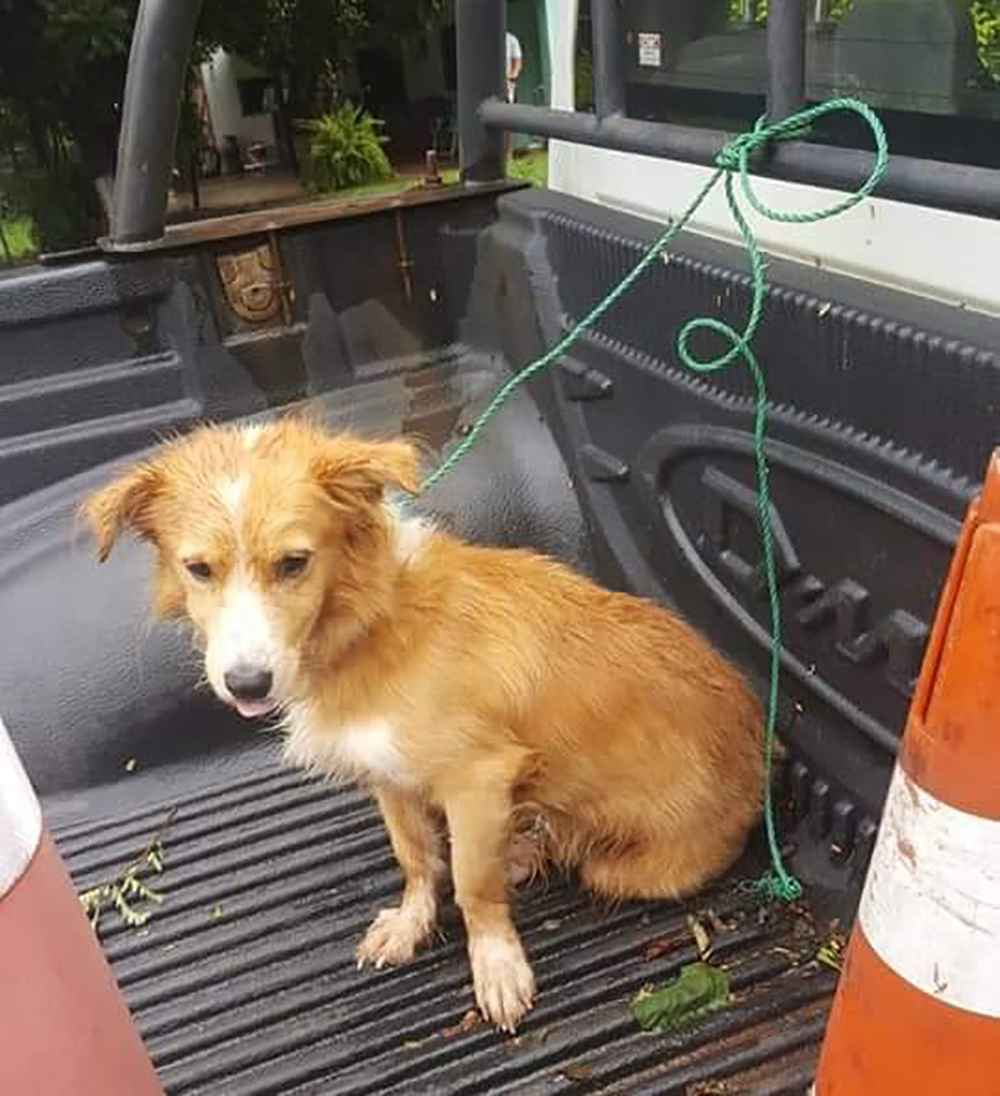 Imputado por arrastrar a su perro por el asfalto