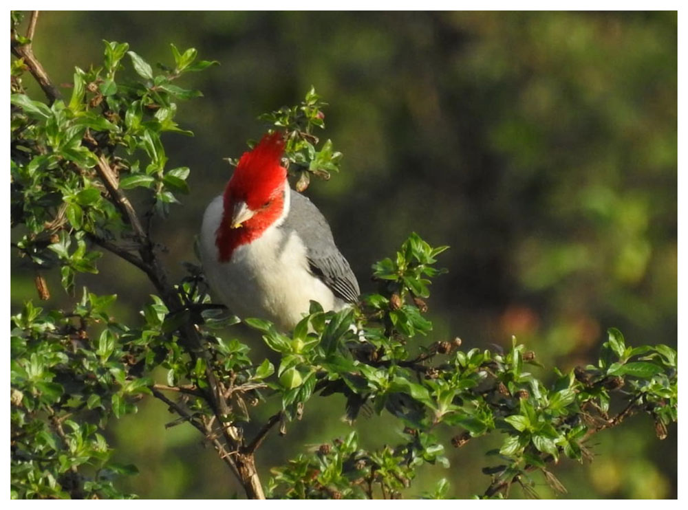 Carnavales para agendar