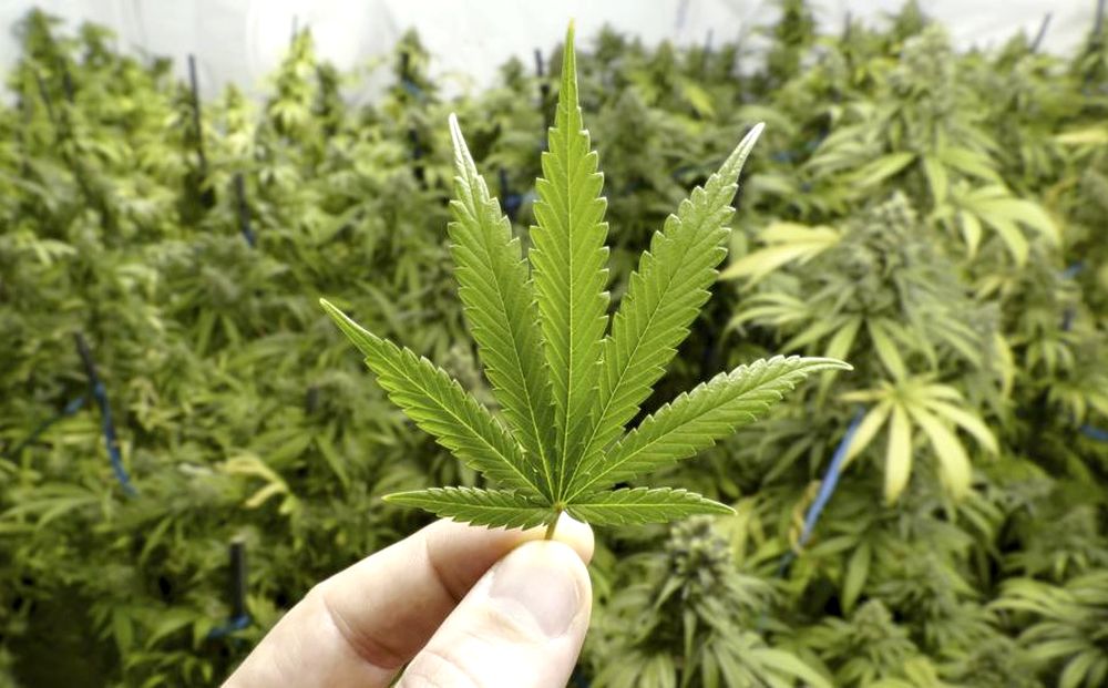 Paraguay avanza en la producción de marihuana medicinal