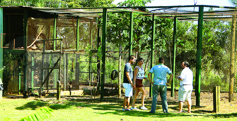 Tráfico ilegal de animales: cerca de 100 animales rescatados