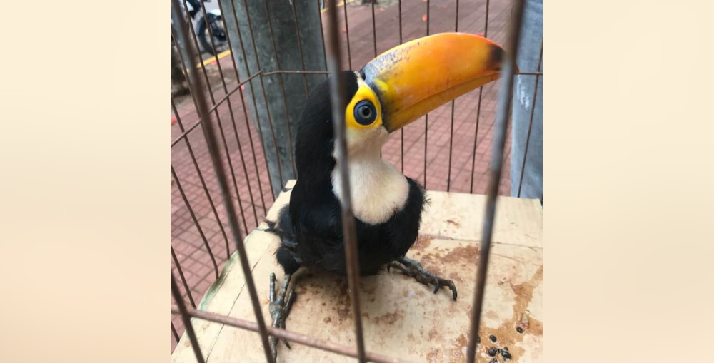 Rescataron un tucán en cautiverio