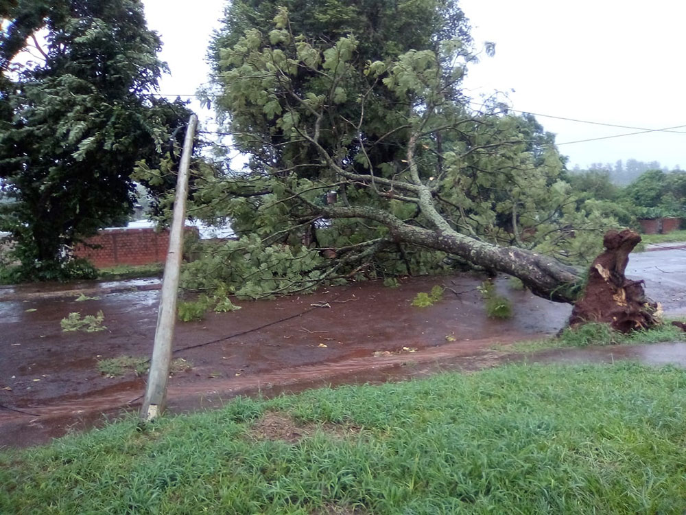 Atención, circular con precaución: árboles y postes caídos en Posadas