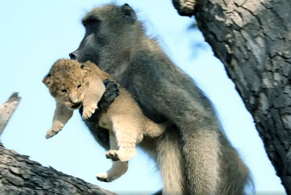 Se hizo viral: un babuino tomó a una cría de león y la paseó por los árboles