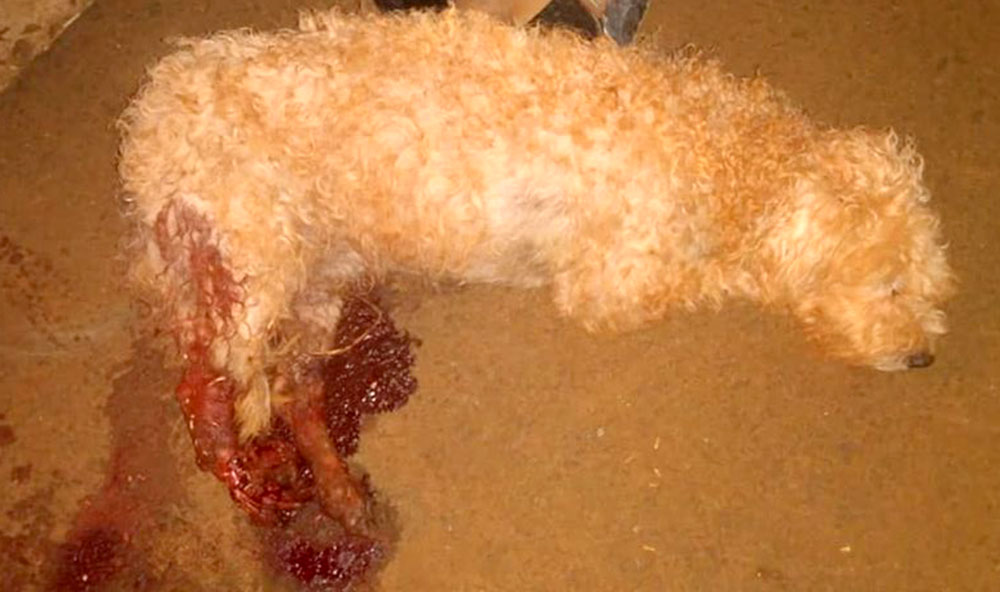 Cuando todo el amor del mundo simplemente no alcanza