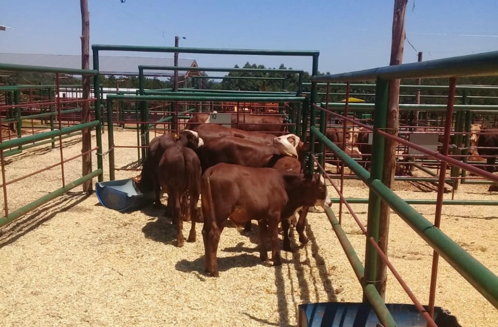 Fomentan la actividad ganadera con capacitaciones a productores
