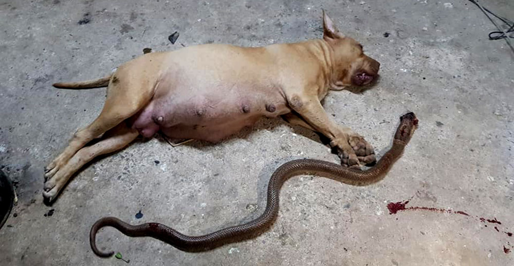 Una pitbull dio la vida para salvar a su mejor amigo