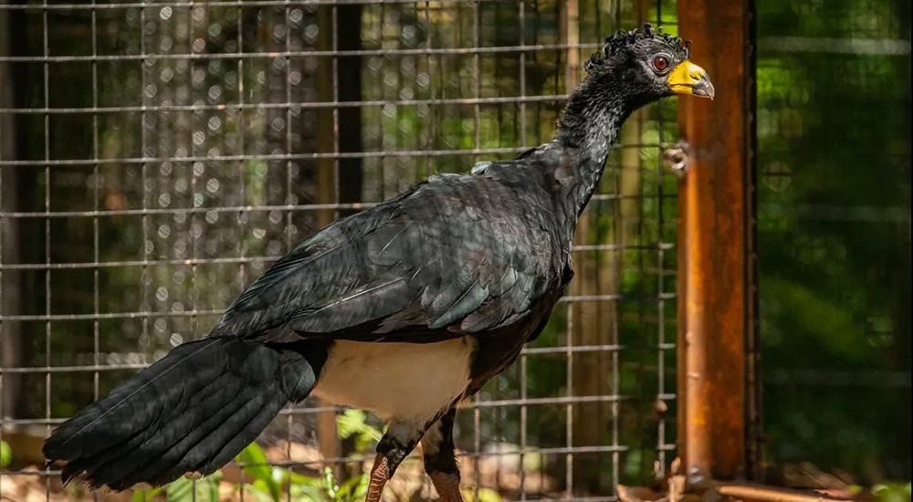 Esteros del Iberá: liberaron siete ejemplares de muitú