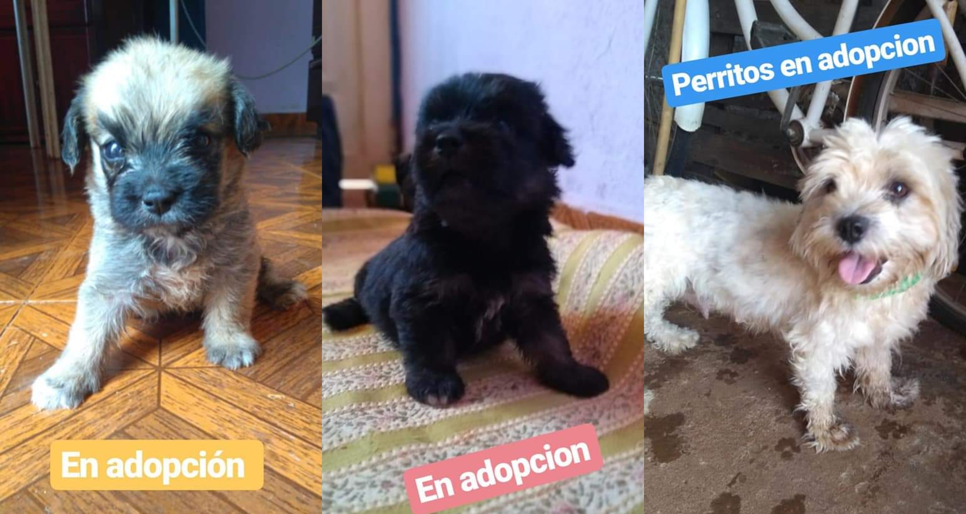 Perritos en busca de un hogar y una familia responsable