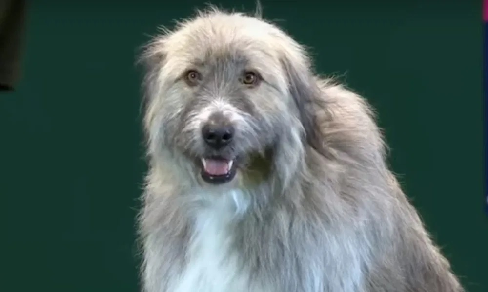 ¿El perro más feliz o el más travieso?