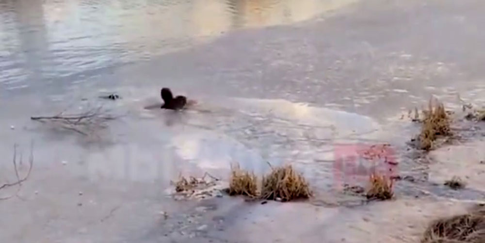 ¿Qué estarías dispuesto a hacer para salvar a tu perro?