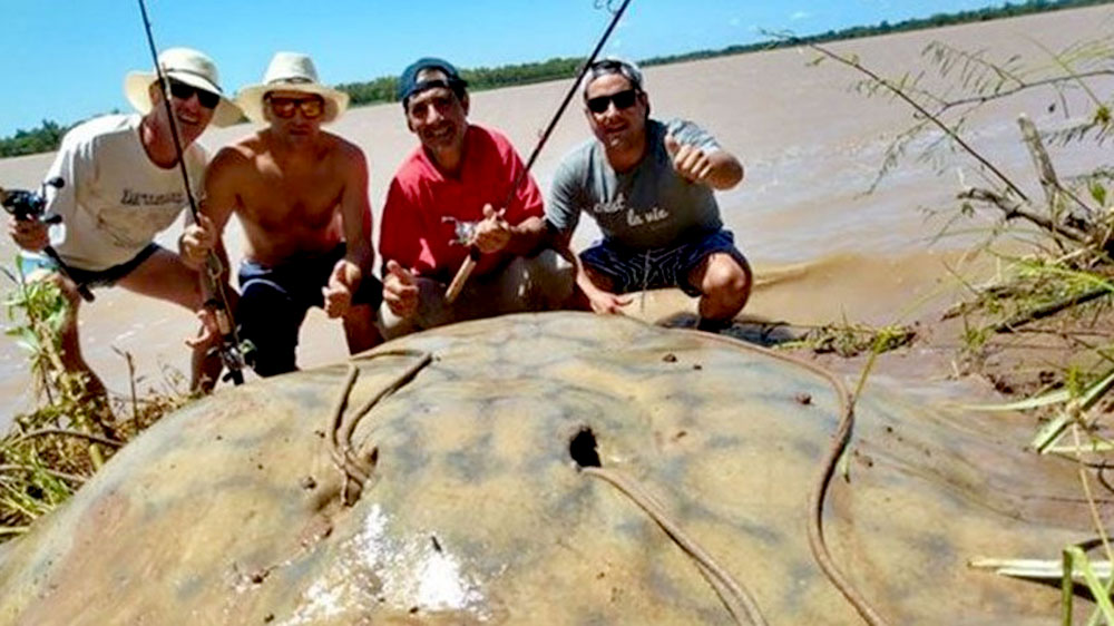 Pescadores se topan con un verdadero “gigante” de agua dulce