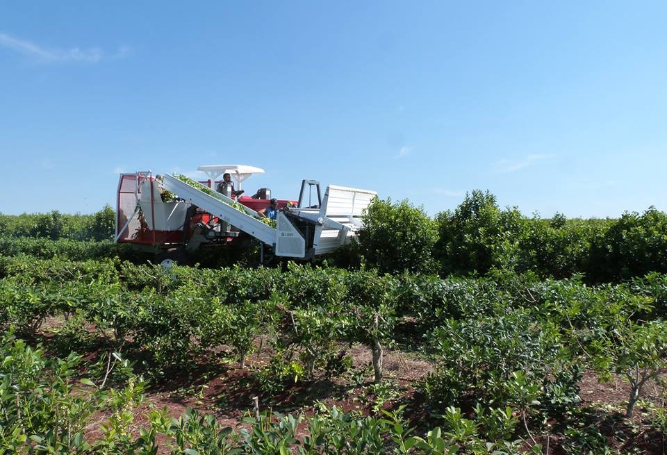 Avanza la mecanización de la cosecha de yerba mate
