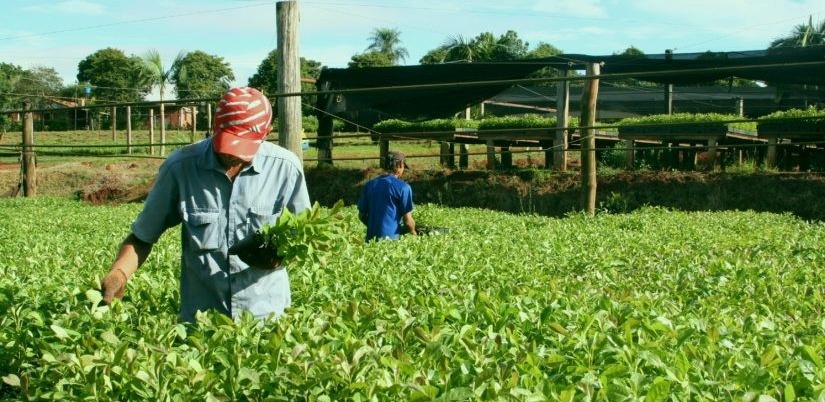 Realizarán manifestación por los casos de robo de yerba