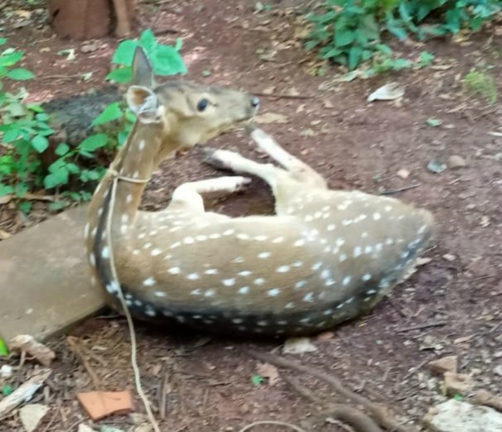 Rescatan a un ciervo oxis en Oberá