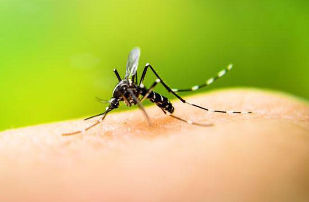 “Trabajamos mucho en la prevención para erradicar los criaderos”