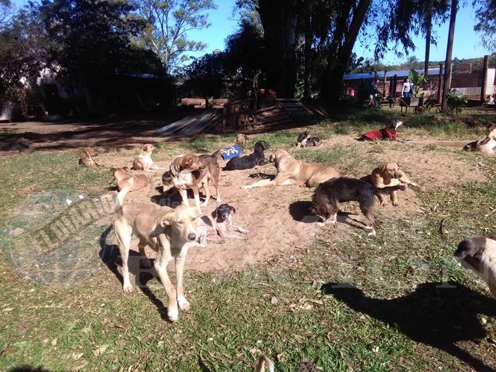 Por la cuarentena, El Refugio necesita ayuda hoy más que nunca