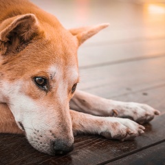 OMS- La Organización Mundial de Salud precisó que se deben ser cautos con el manejo de animales