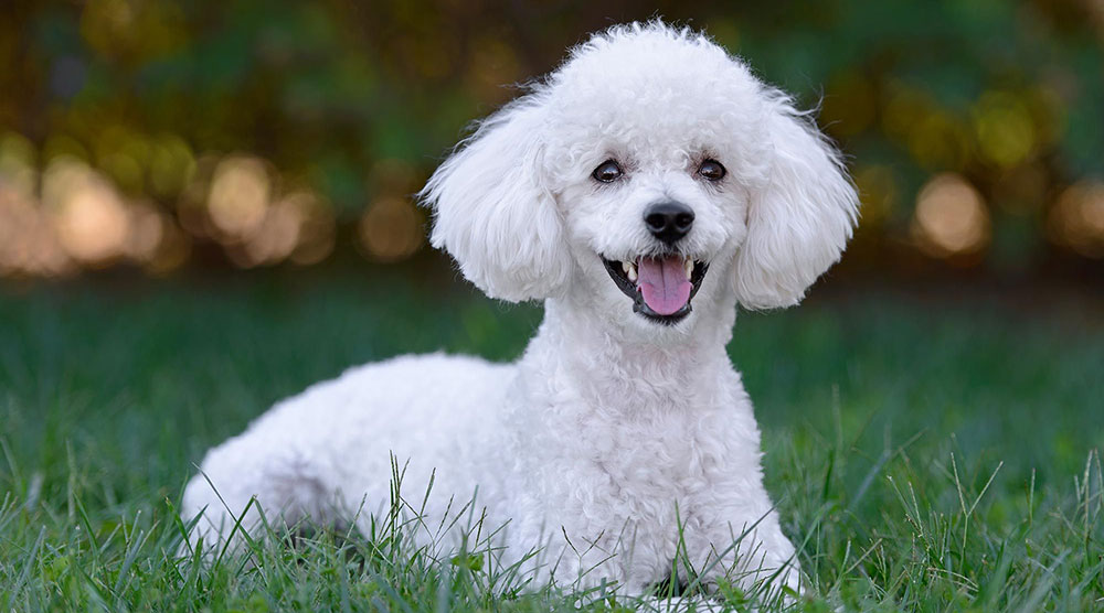 Una mujer mató a un caniche “porque la seguía”