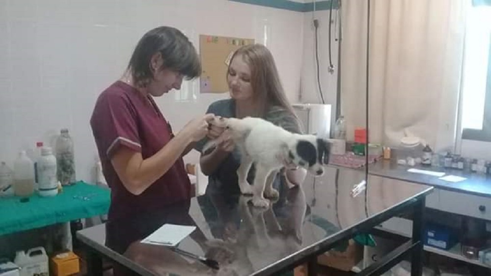 El Centro de Zoonosis atenderá en el barrio Iberia