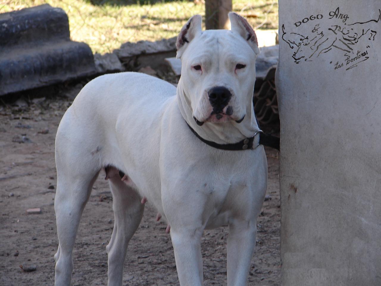 “Sueltan” perro a policías e hirió a un cabo