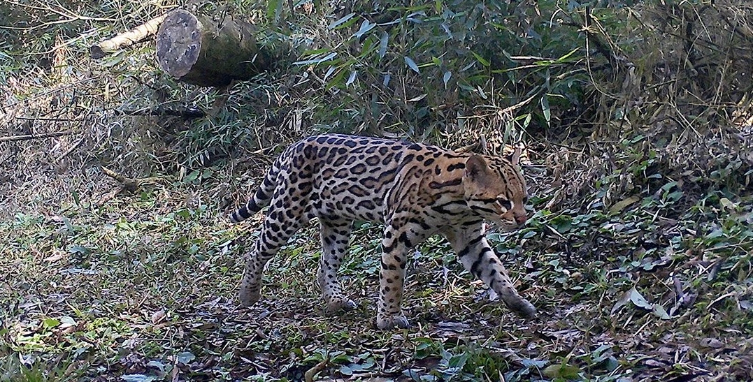 Un ocelote captado en pleno día en el Parque Provincial Urugua-í