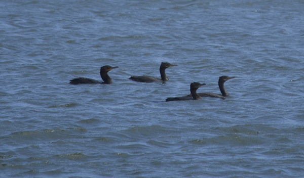 Cientos de aves acuáticas y patos mbiguá se “adueñaron” del Paraná