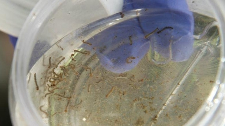 Encuentran en Misiones otro mosquito que transmite dengue y fiebre amarilla