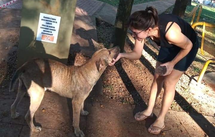 Eldorado salió a atender a animales callejeros