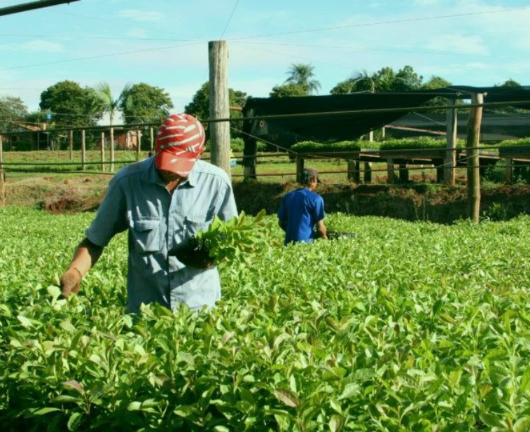 Realizarán manifestación por los casos de robo de yerba