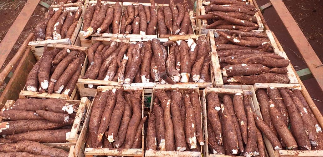 Con mucho éxito, arrancó la zafra de mandioca en Misiones