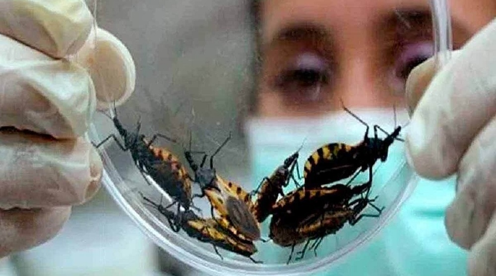 Mal de Chagas: diagnóstico precoz y un buen tratamiento son los temas pendientes