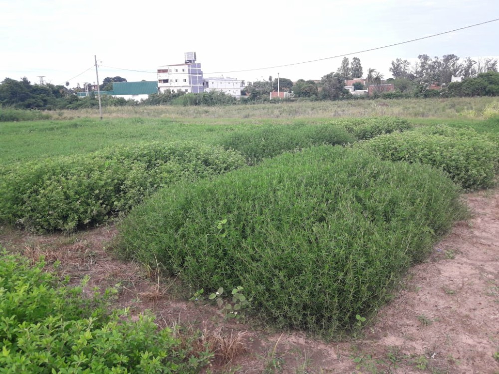 Hay genotipos de leguminosas que toleran bajas temperaturas