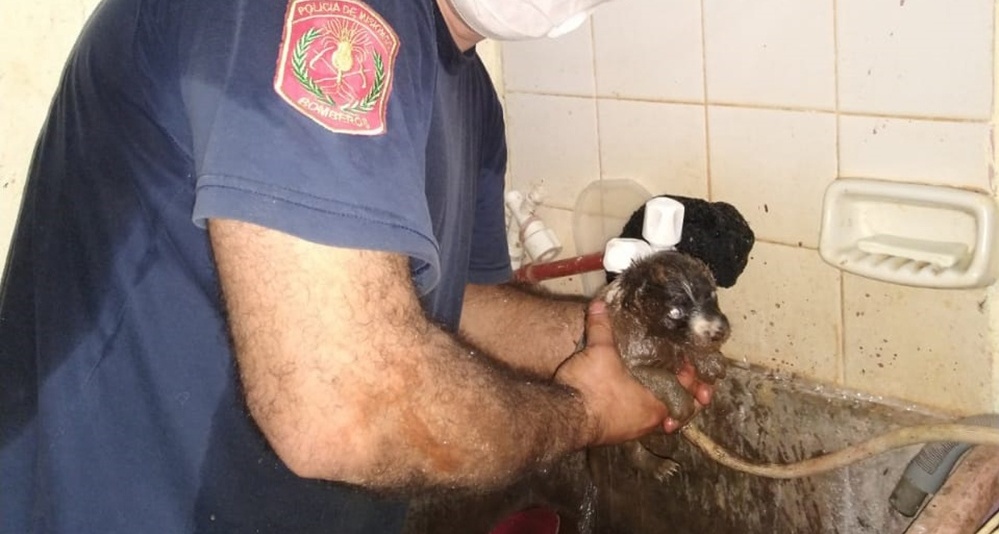 Perro - Bomberos rescataron a un perro atascado en unas cañerías