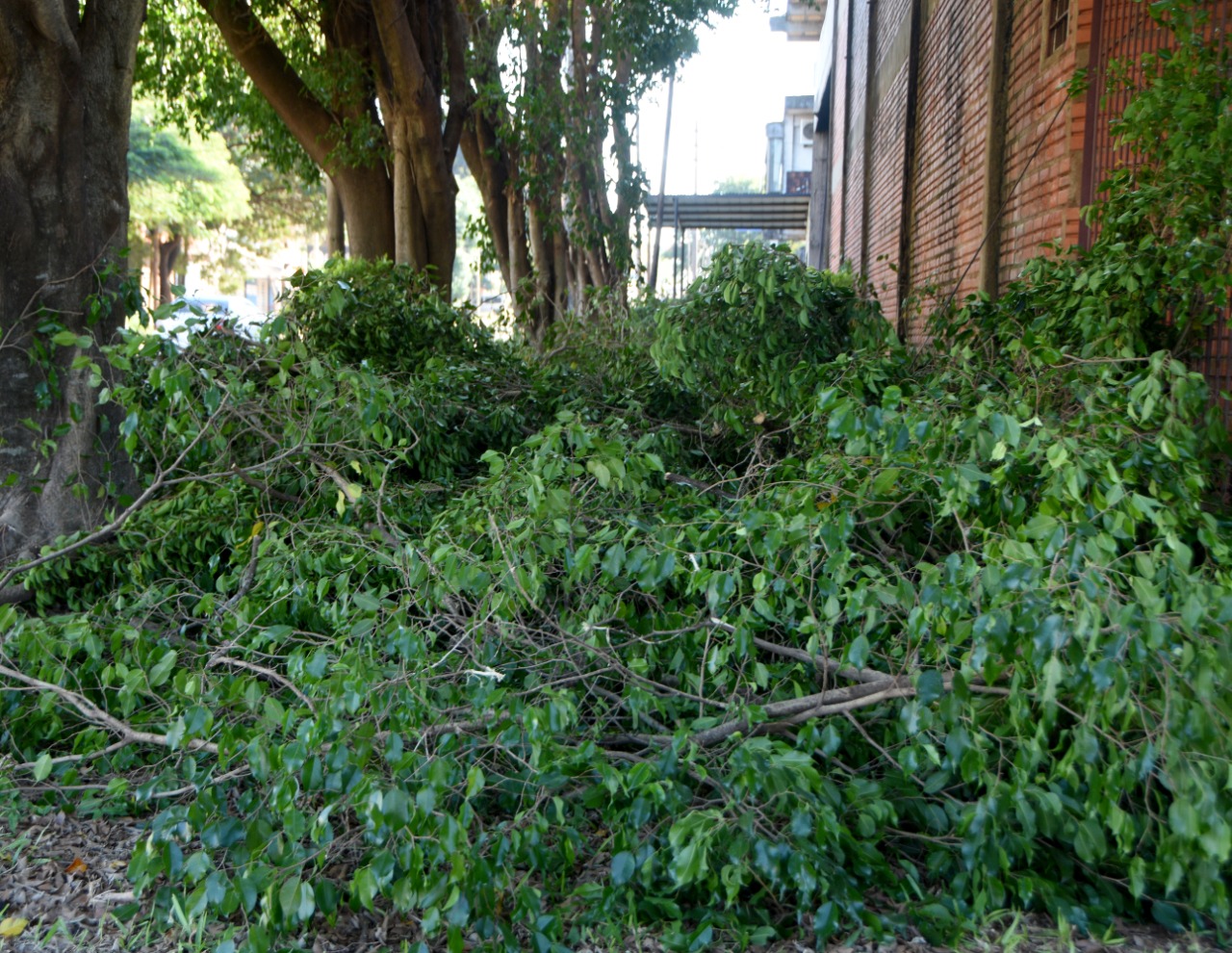 Temporada de Podas - Posadas