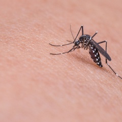 dengue