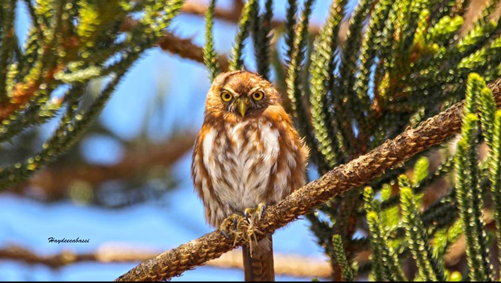 Cabureí armó revuelo en el barrio Judicial