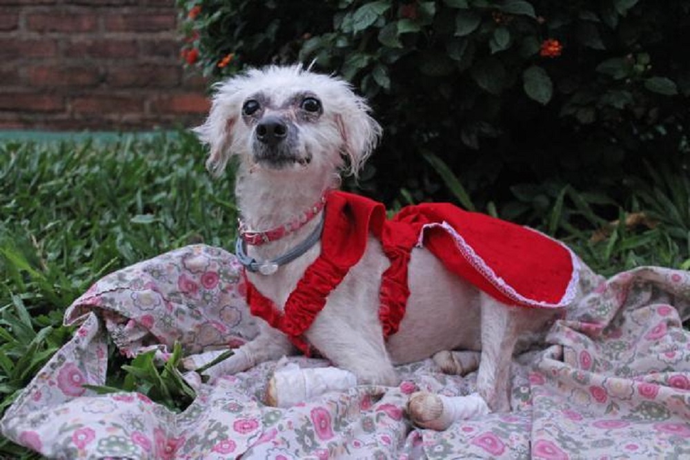 Venden rifas y piden ayuda para dos refugios de Garupá