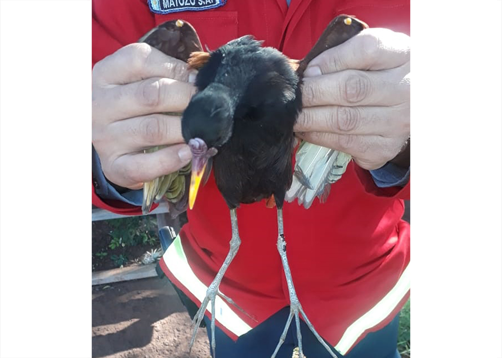 Rescatan a un ave durante un control vehicular en Jardín América
