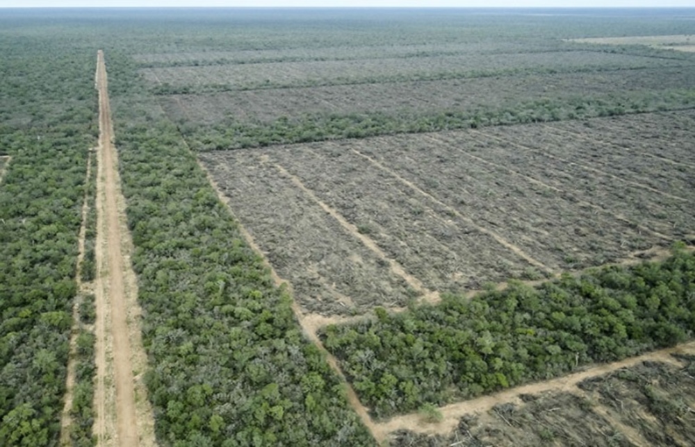 Pese a la cuarentena continúan los desmontes en el NEA