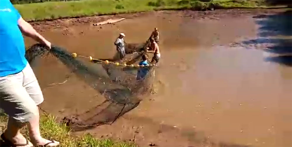 Preocupante oleada de robos en estanques de piscicultura