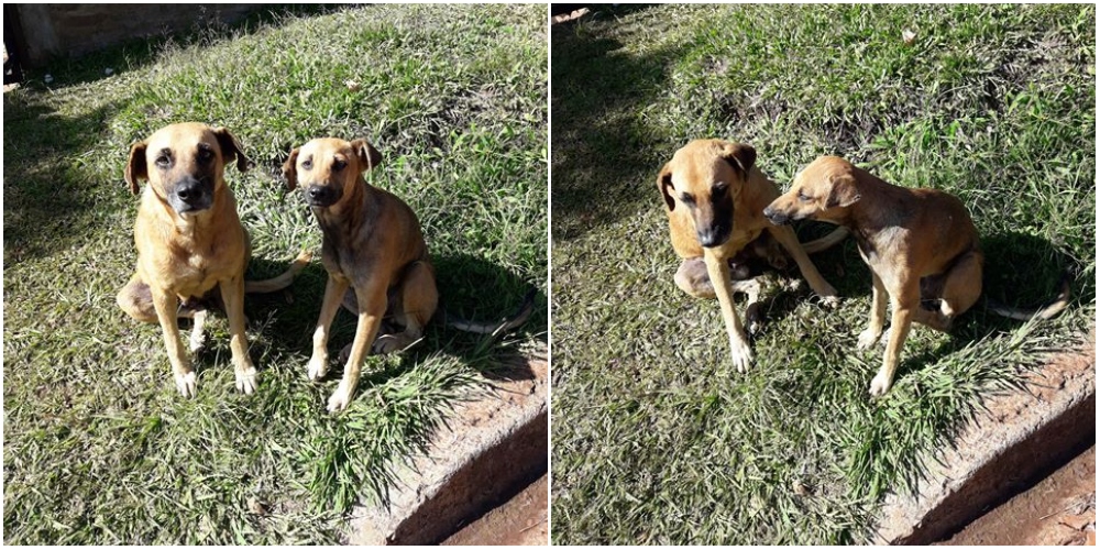SOS Mascotas: dos perritas abandonadas necesitan un hogar
