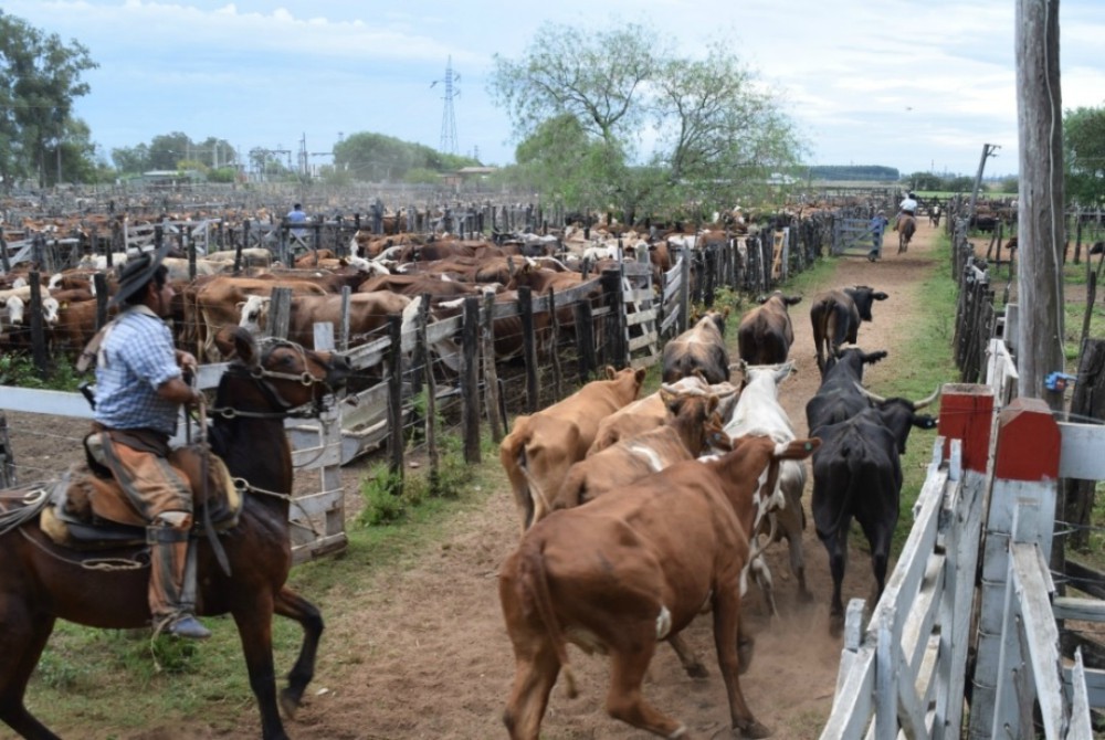 Pequeños productores realizarán el primer remate televisado