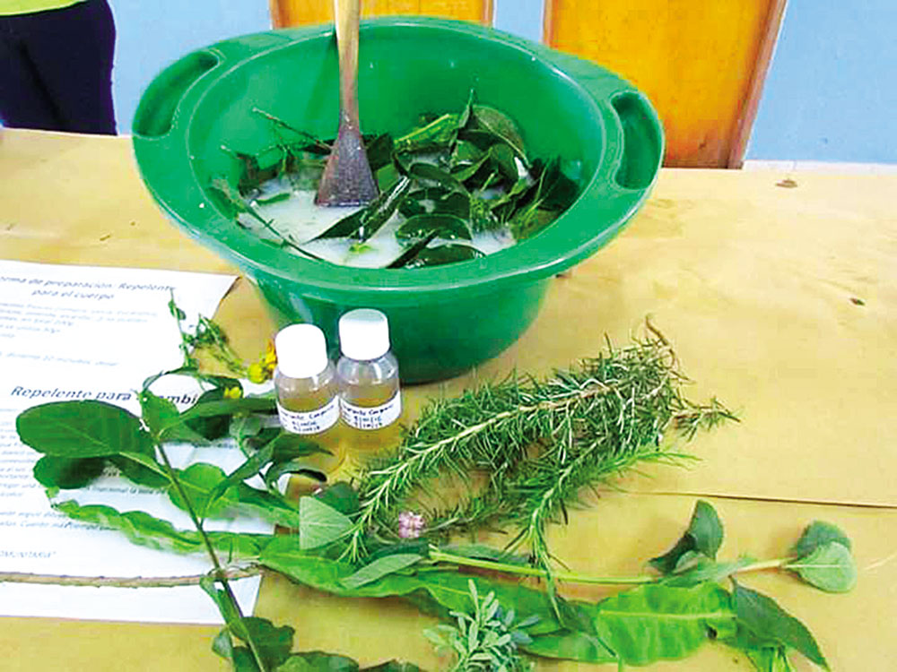 En tiempos de dengue, repelentes naturales y fáciles de hacer