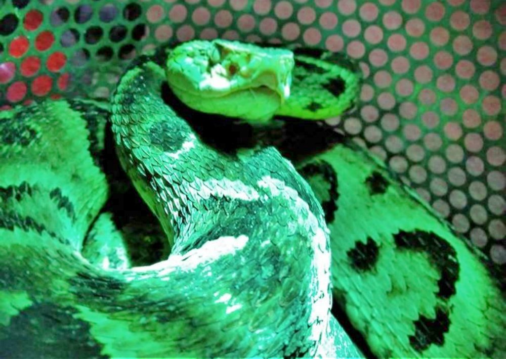 Apareció una yarará en un baño en Puerto Iguazú