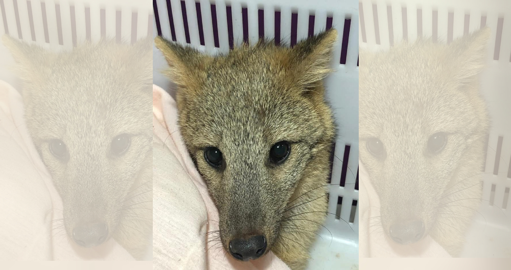 Yarará en Acción rescato un zorro gris que fue atropellado