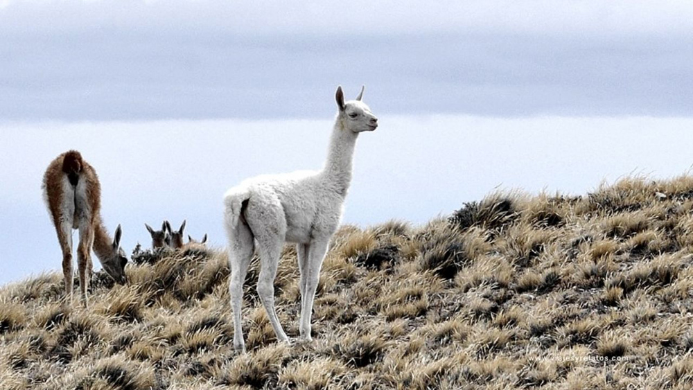 Guanaco albino en mendoza