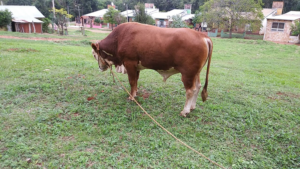 Toro - Policiales corpus